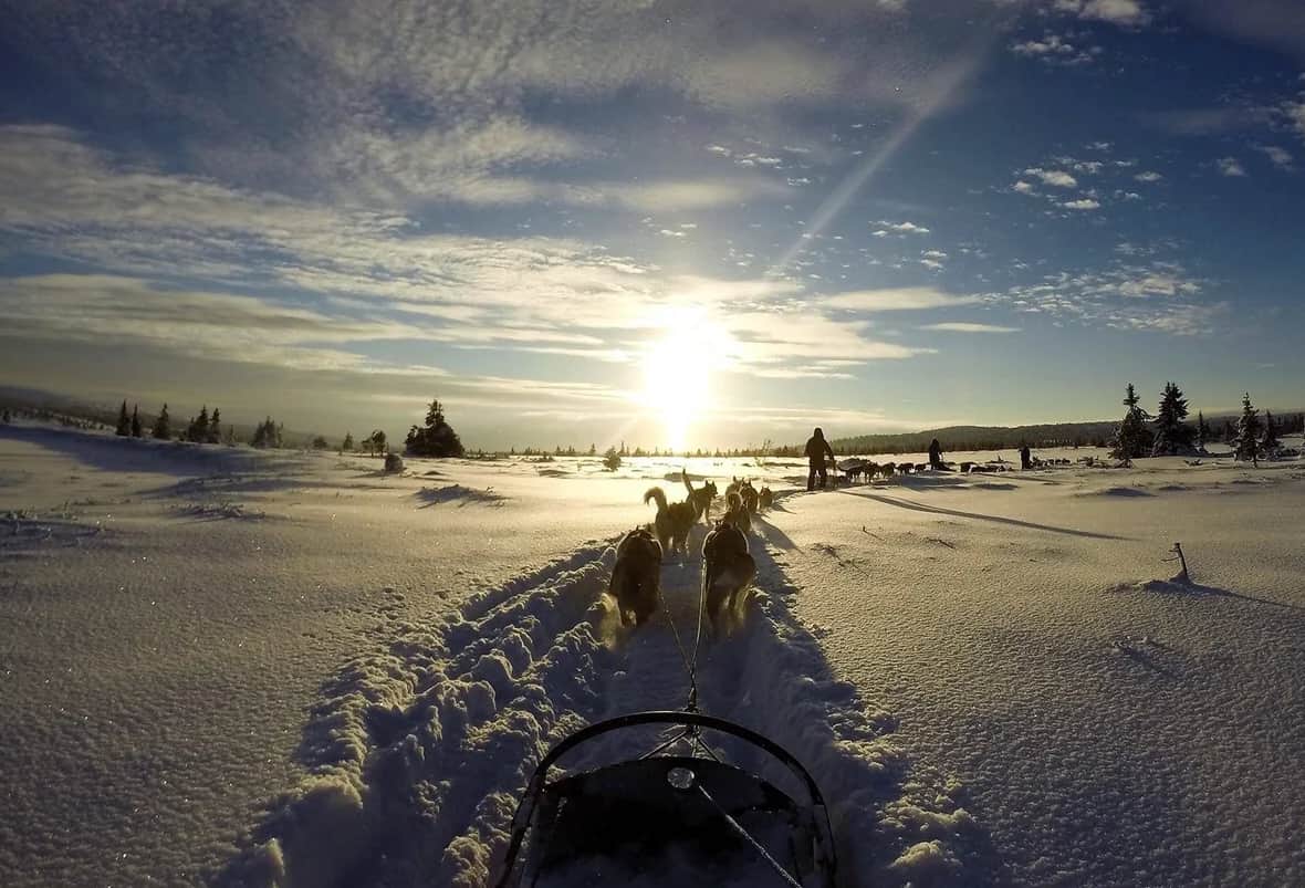 Sjusjøen Husky Tours